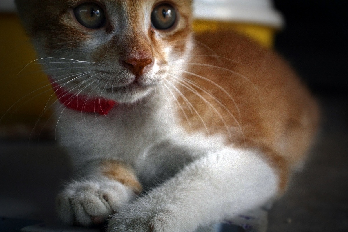 小黄猫（图ZMjQ2OTYzODg=） - 宠物摄影 - 站酷设计师ljc332原创素材 - 站酷ZCOOL