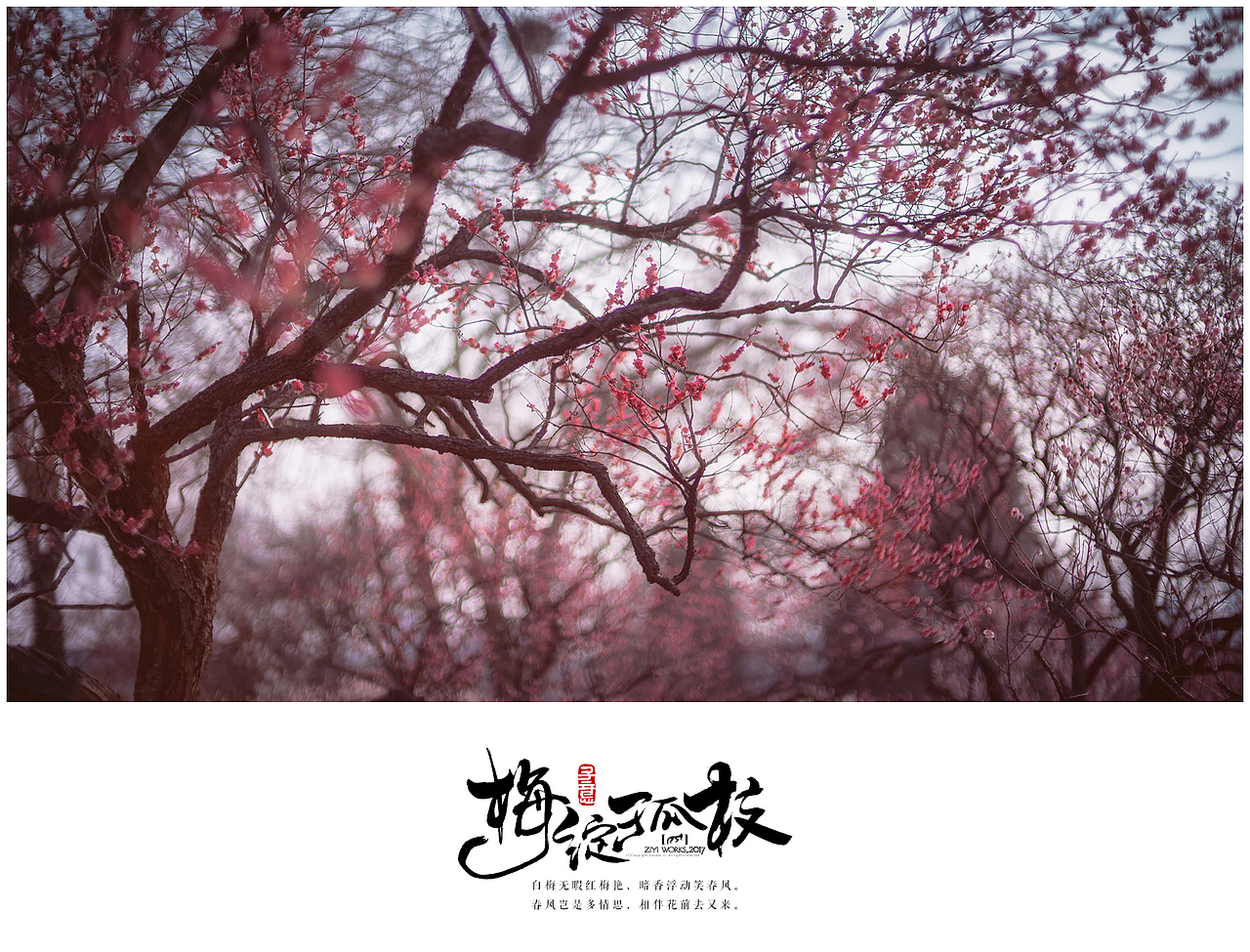 《梅绽孤枝》（图ZNzEwNjI5ODA=） - 风光摄影 - 站酷设计师摄影师子意原创素材 - 站酷ZCOOL