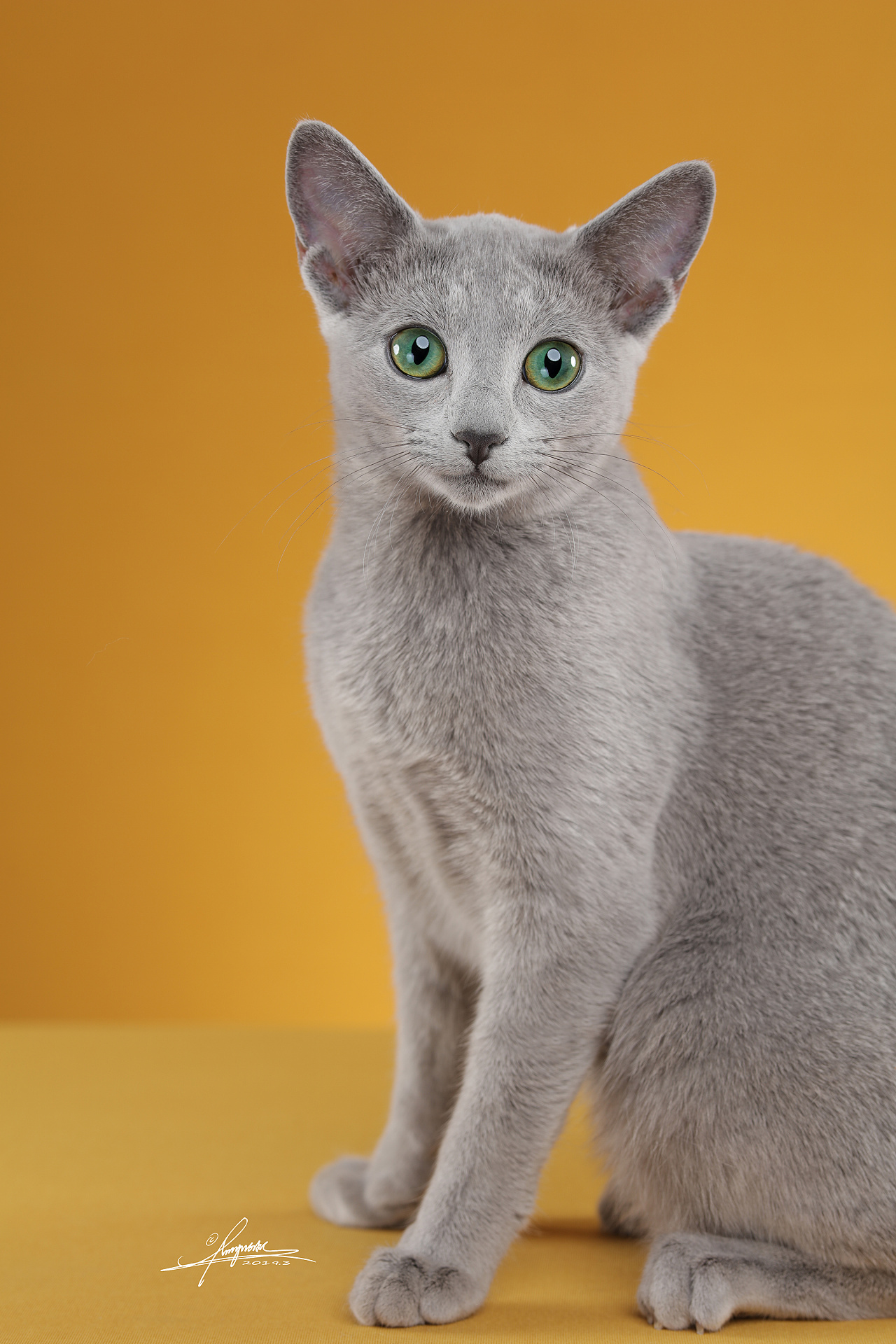 沐米猫舍 103英短纯蓝-性别：公（颜色浅）英国短毛猫|摄影|动物|沐米猫舍 - 原创作品 - 站酷 (ZCOOL)