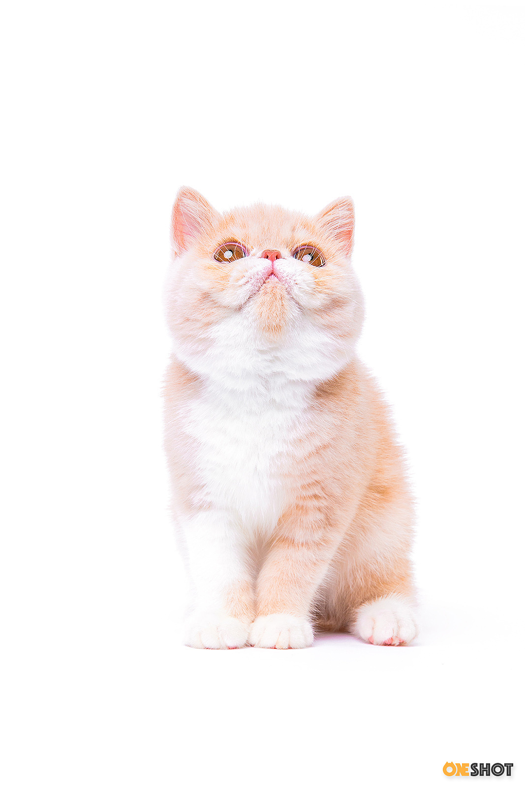 白底证件照加菲猫幼成
