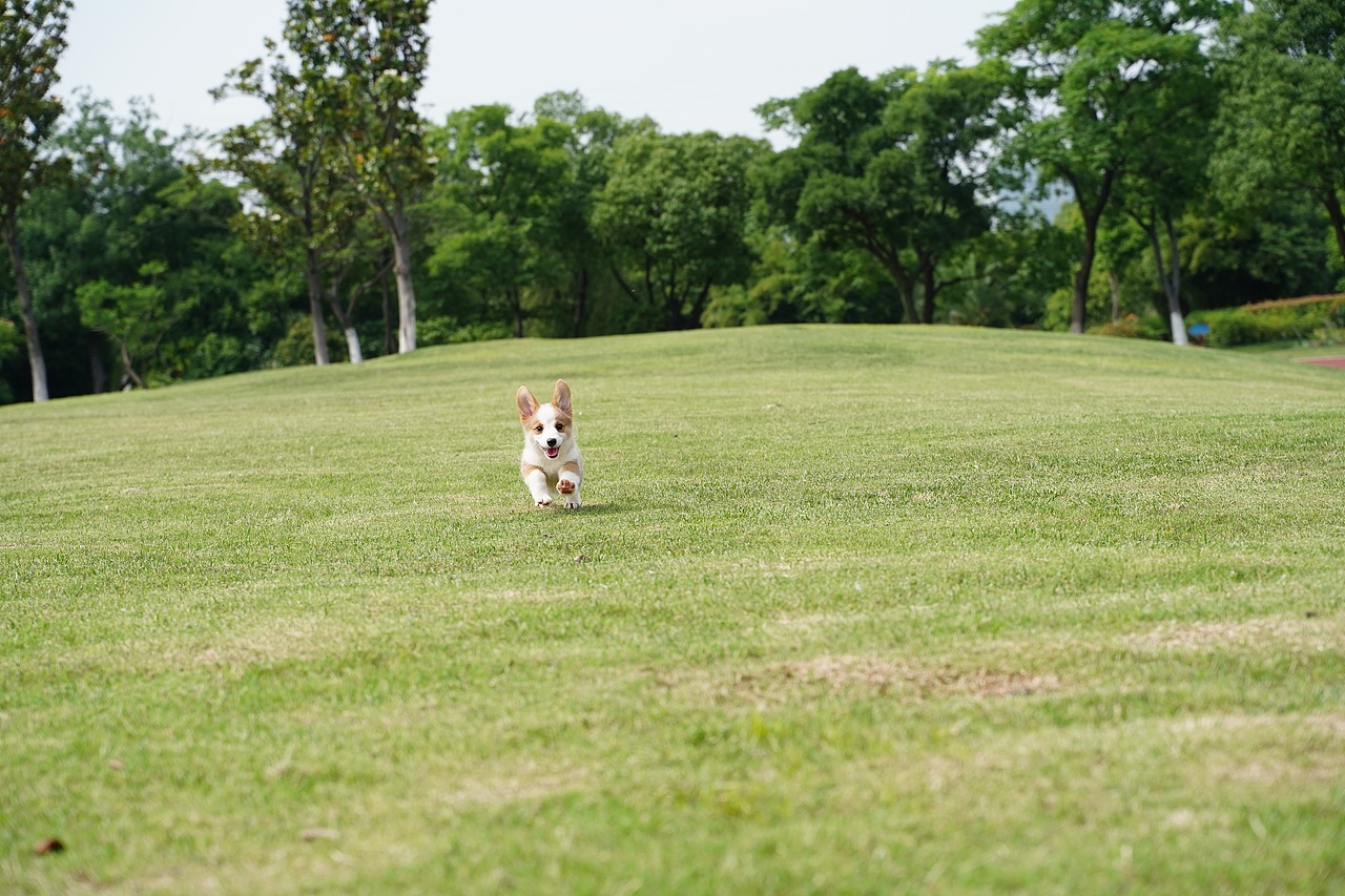 柯基 宠物摄影（图ZMjYxNTE3OTUy） - 宠物摄影 - 站酷设计师YBYDDD原创素材 - 站酷ZCOOL