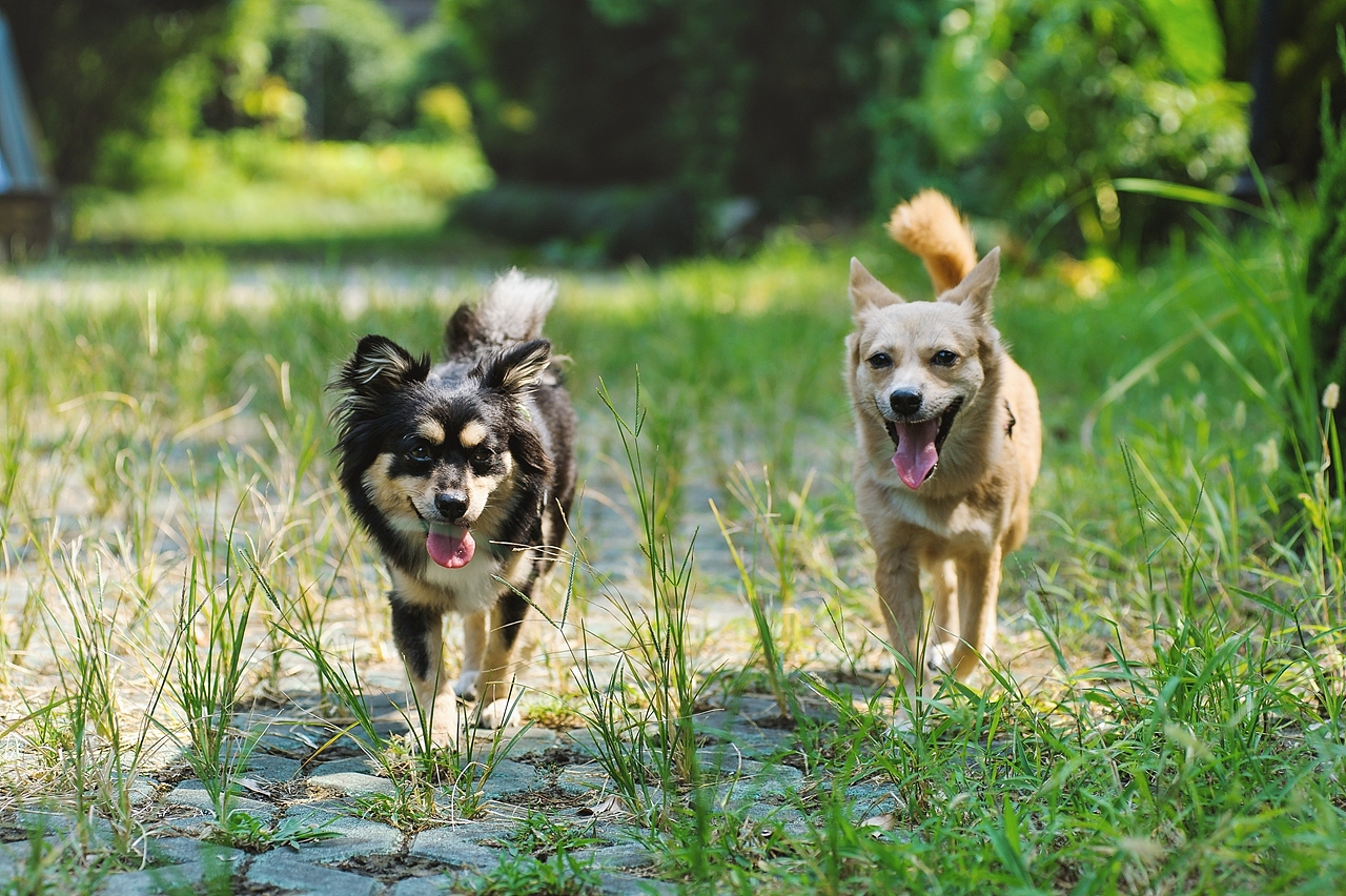 【纪实宠物摄影】