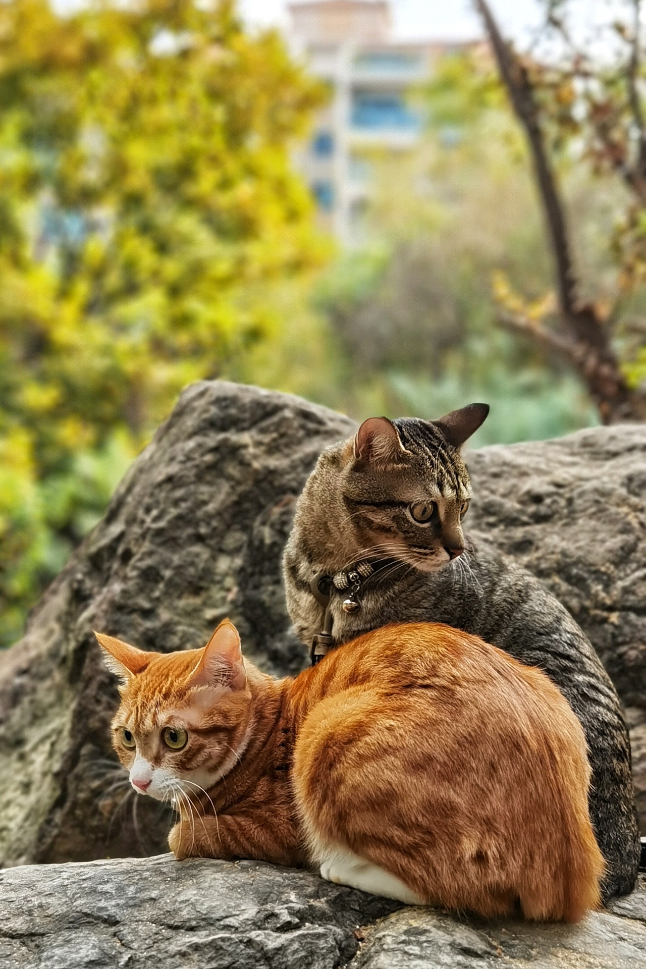 遛两只喵子（图ZMjQwOTQ1OTQ0） - 宠物摄影 - 站酷设计师斑点老马原创素材 - 站酷ZCOOL