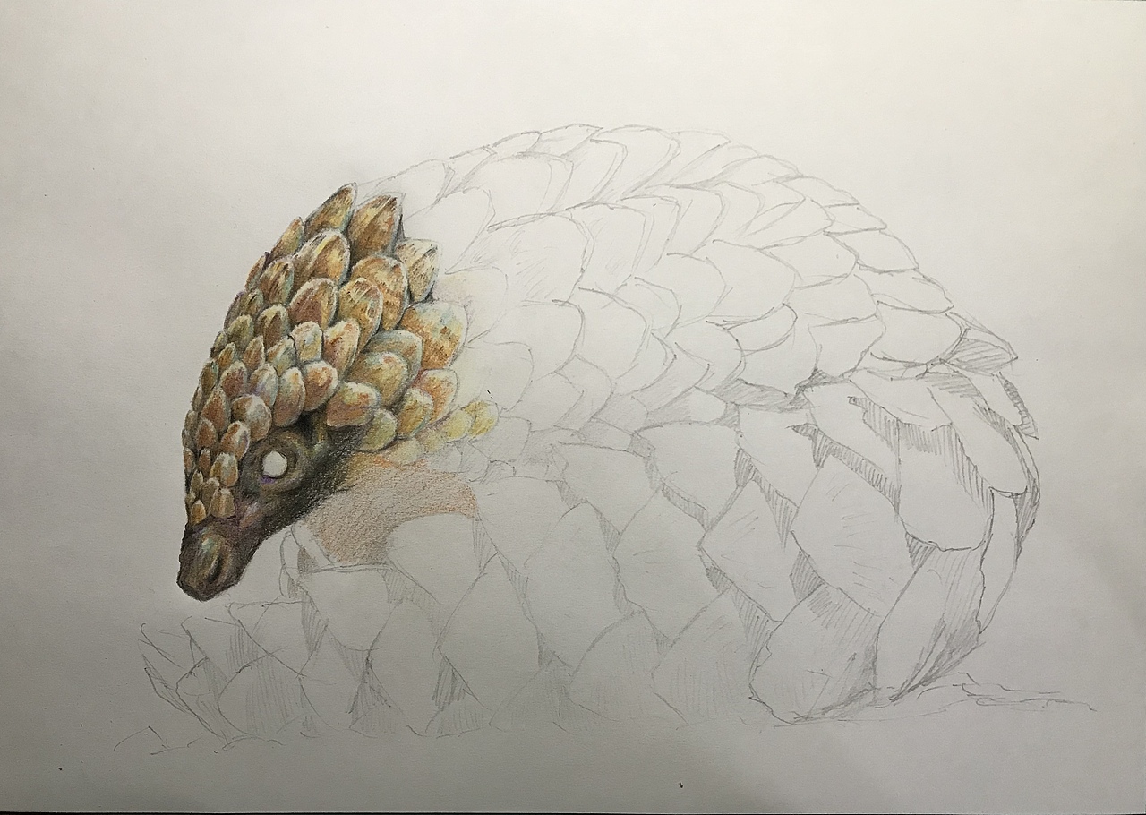 穿山甲|纯艺术|绘画|懒猫仔_原创作品-站酷(zcool)