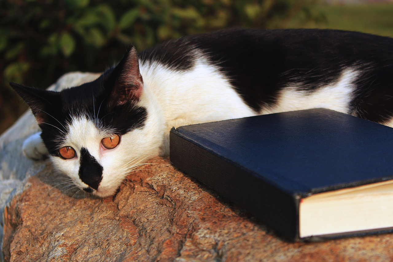 嘿！黑鼻子的猫（图ZMTM2MTk2MTY=） - 宠物摄影 - 站酷设计师今日待办ToDoList原创素材 - 站酷ZCOOL