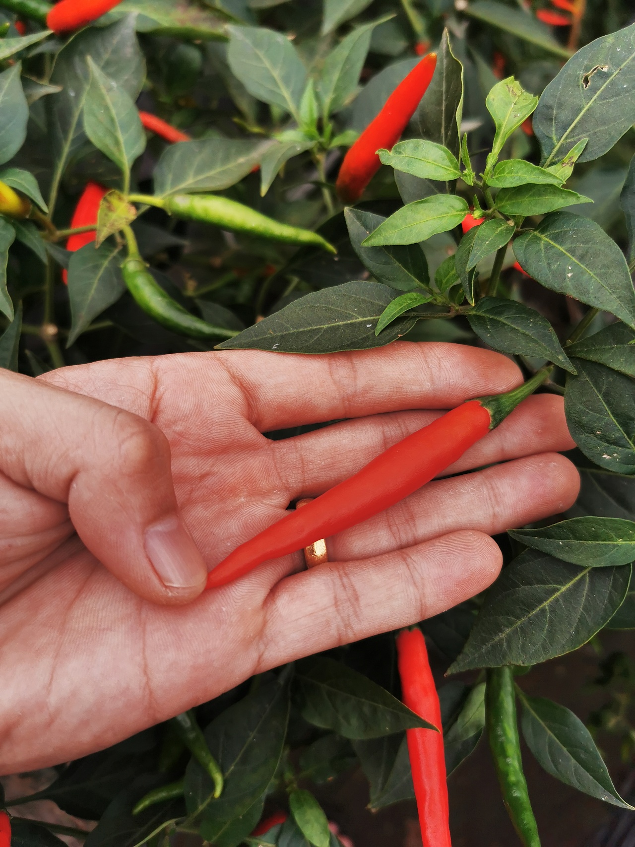 辣椒种植方法 - 江苏丹阳现代农业产业示范园