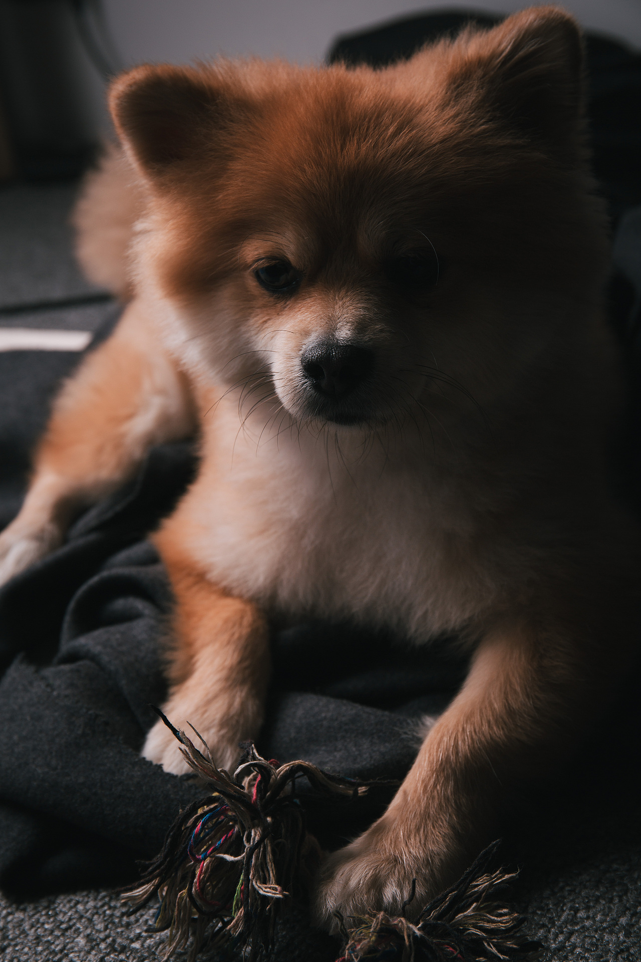 宠物摄影 | 年糕