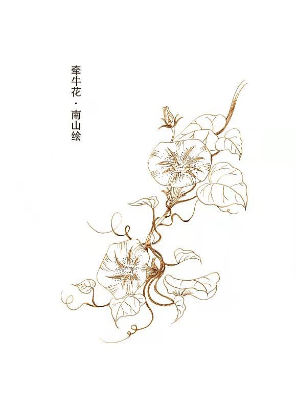 钢笔线稿花卉系列（图ZMjY3Njc3NzYw） - 艺术插画 - 站酷设计师南山绘原创素材 - 站酷ZCOOL