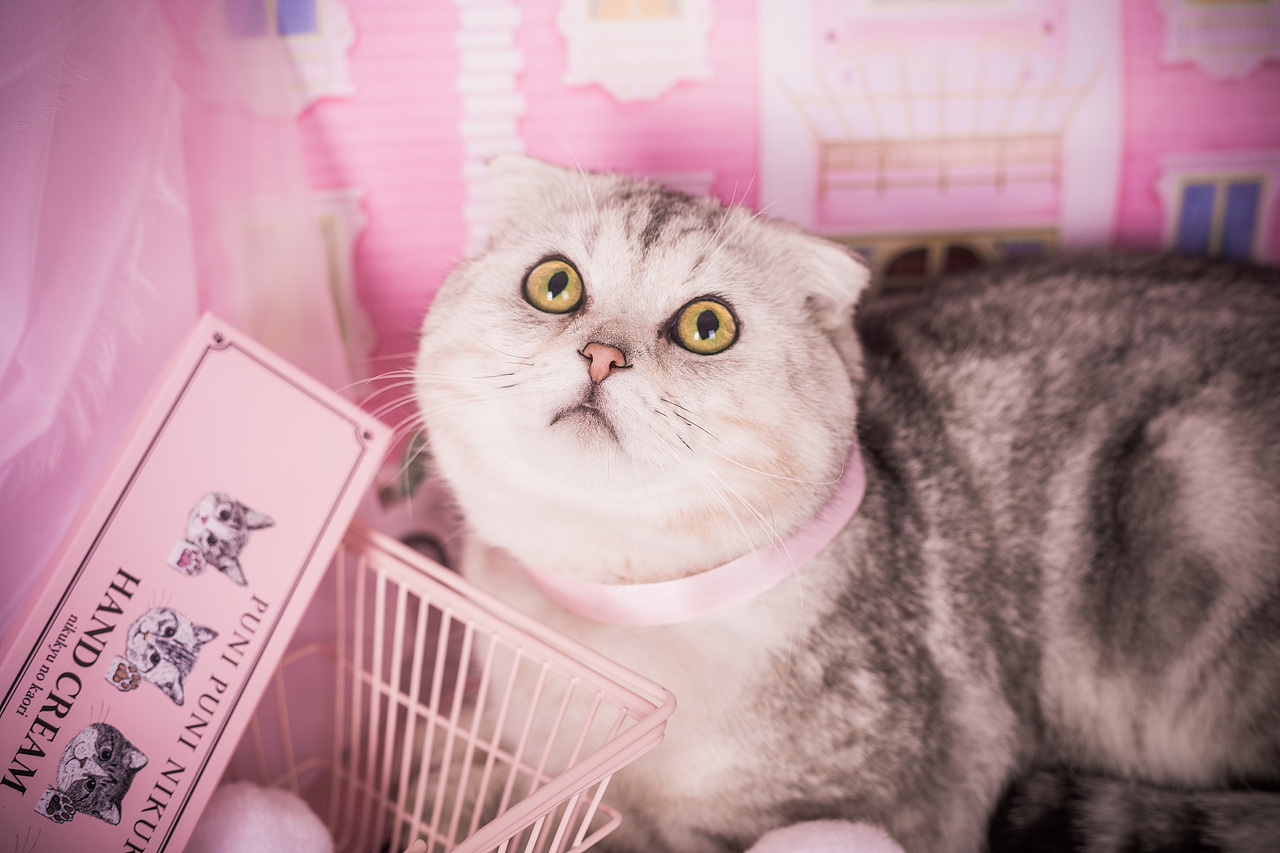 粉红年的回忆（图ZMTA4NjQ2NTIw） - 宠物摄影 - 站酷设计师懒惰的胡奇奇原创素材 - 站酷ZCOOL