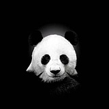 熊图霸业的头像