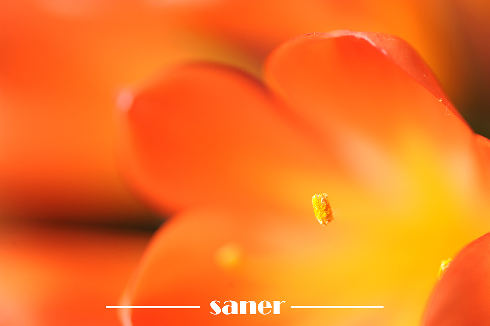 君子之兰-微距花卉摄影【SANER】（图ZOTI3NDY2MA==） - 风光摄影 - 站酷设计师l7989l原创素材 - 站酷ZCOOL
