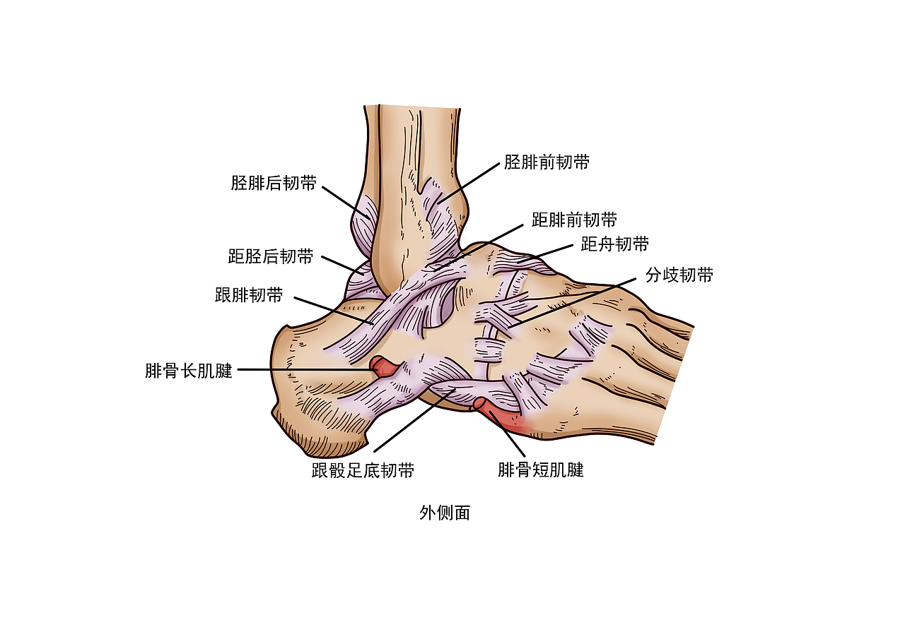 医学人体器官插图（图ZMjgxMjA4NzY0） - 绘本 - 站酷设计师柳织夏原创素材 - 站酷ZCOOL