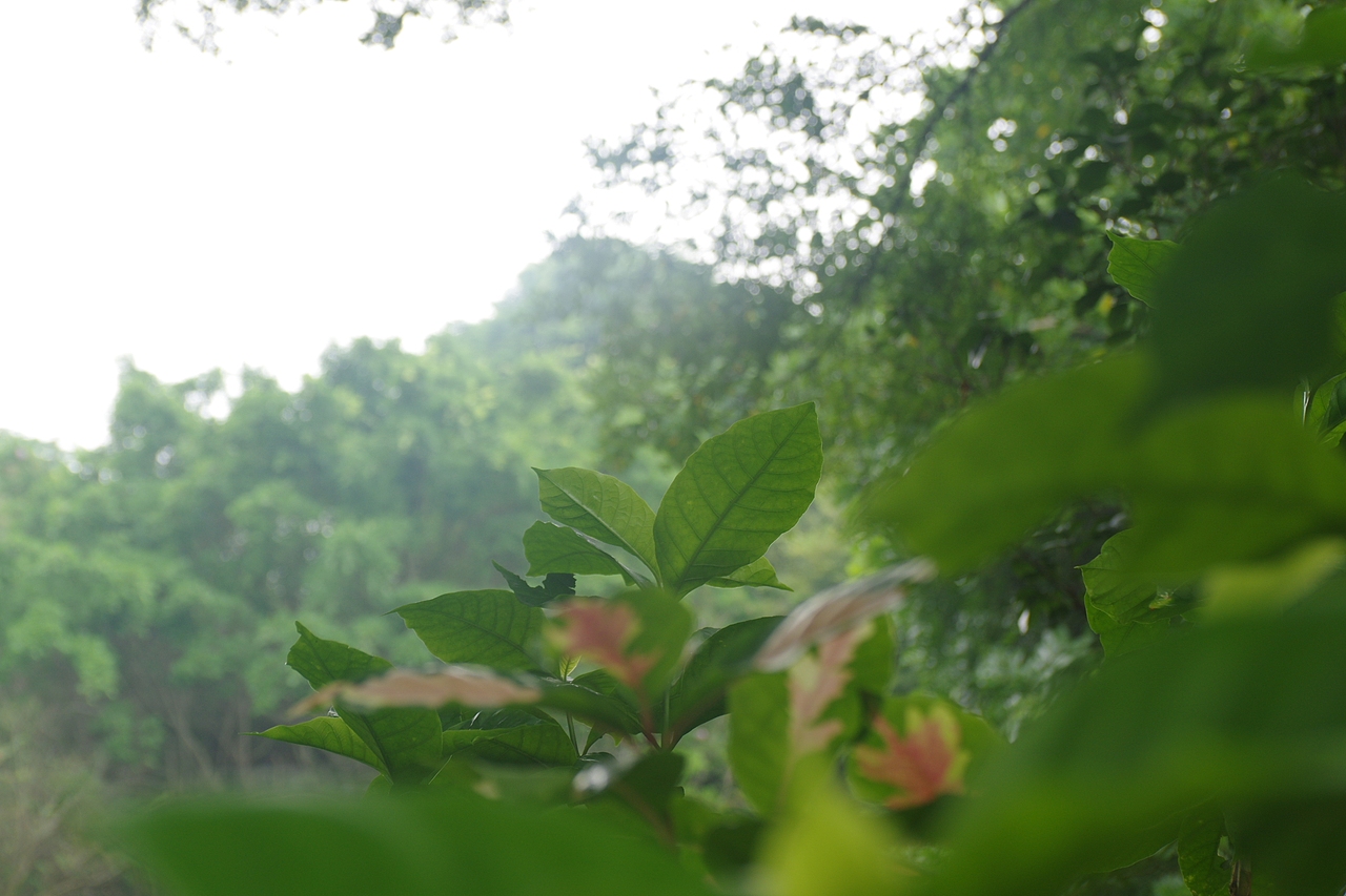 户外摄影--厦门摄影（鼓浪屿、植物园）（图ZNTc4Mzc1NjQ=） - 环境/建筑摄影 - 站酷设计师今天能喝咖啡了吗原创素材 - 站酷ZCOOL