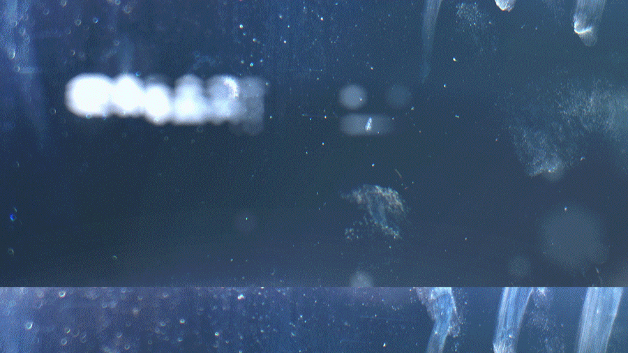 谢谢大家的支持~