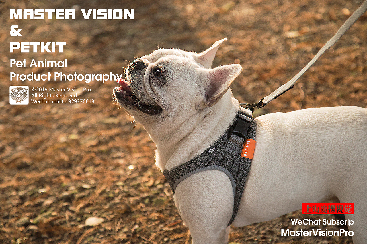 一只叫“螃蟹”的法斗|宠物产品摄影|上海魔摄视觉