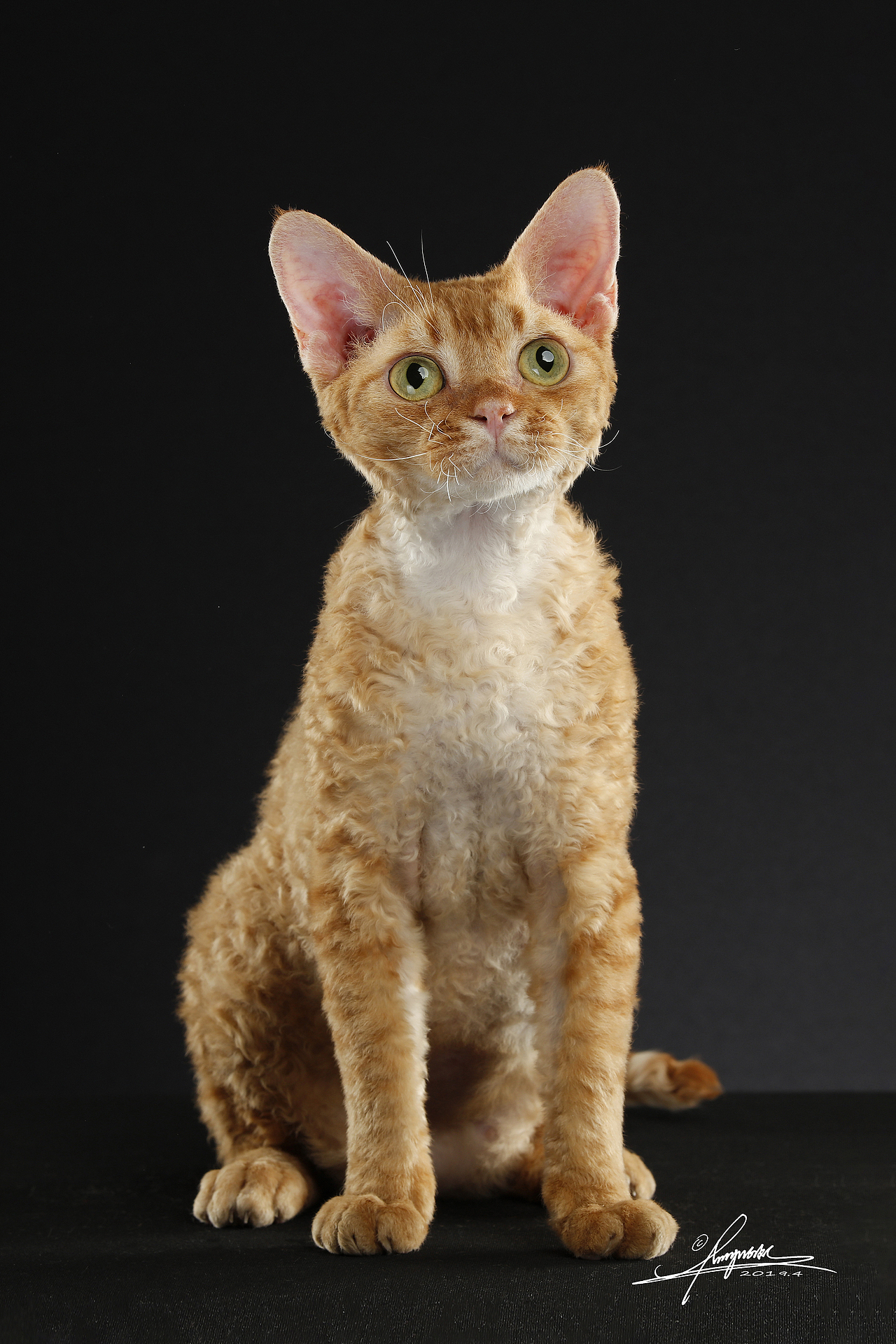 德文卷毛猫amyworks,拍摄于沈阳|摄影|宠物摄影|amyw