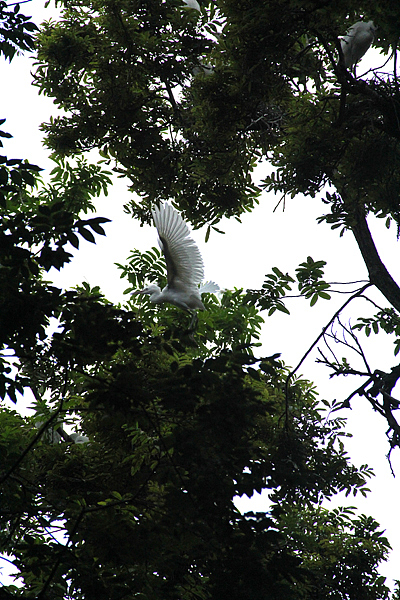 很担心头上有鸟往下......