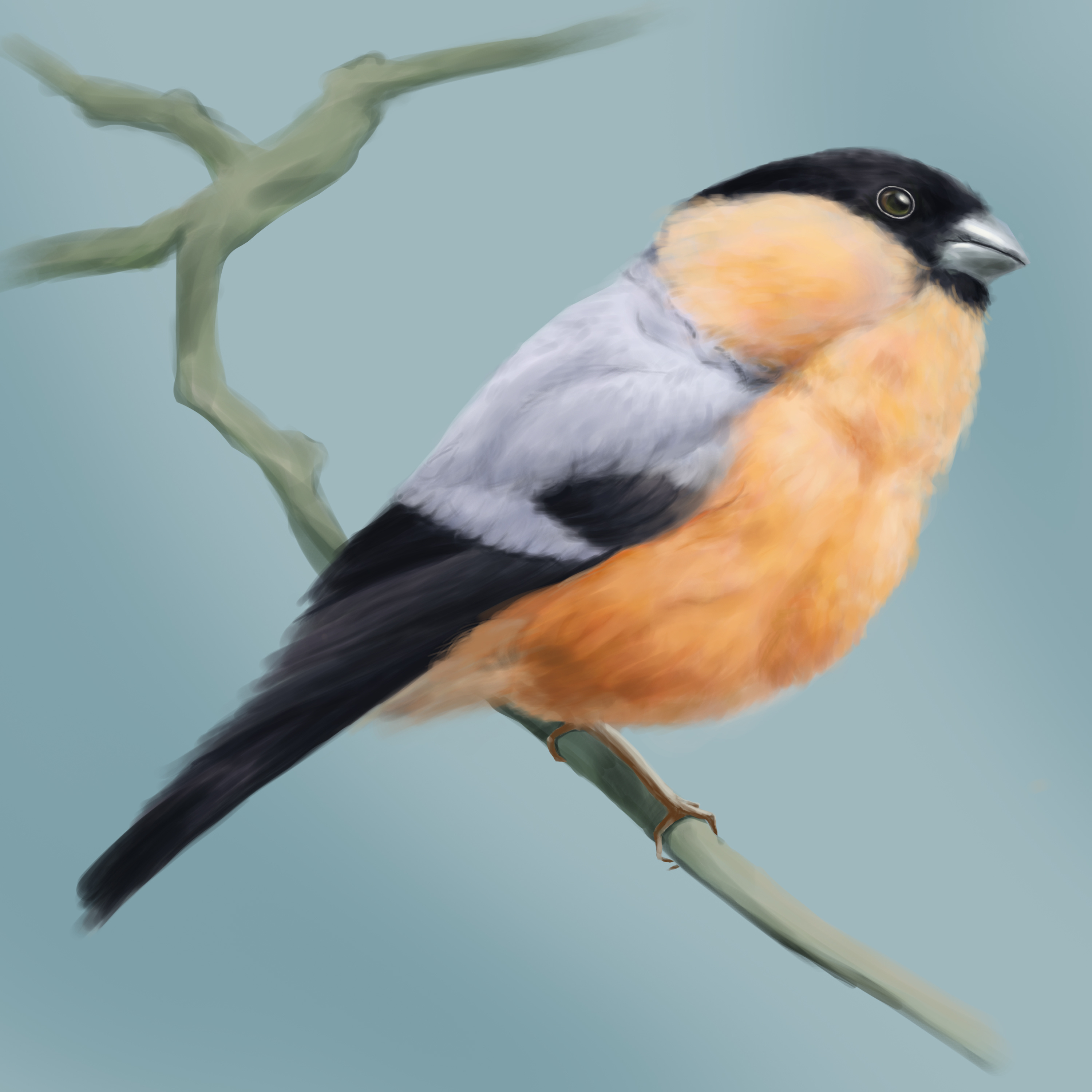 鸟|插画|其他插画|thezyc - 原创作品 - 站酷 (zcool)