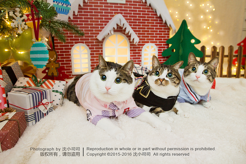 喵瑞Christmas(图ZMzg3NzE0NTY=) - 宠物摄影 - 站酷设计师司司Yokey原创素材 - 站酷ZCOOL