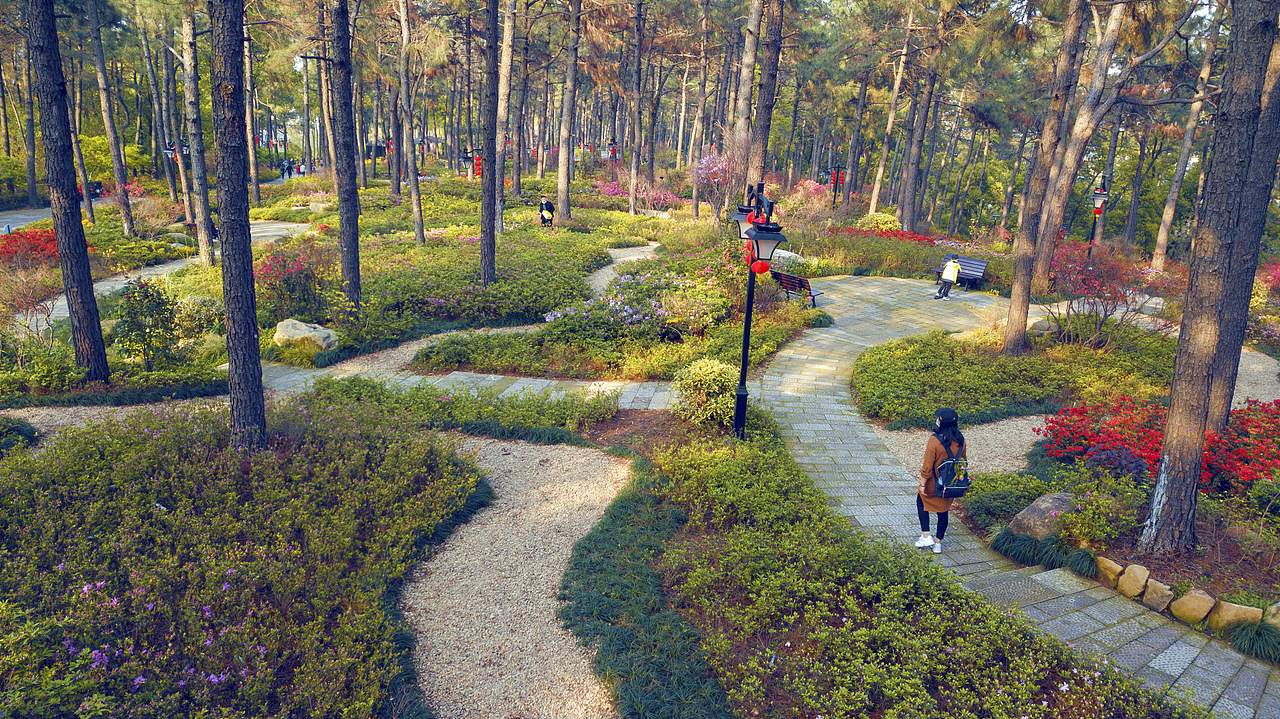 临平公园的杜鹃盛放啦（浙江省杭州市余杭区）（图ZMjAzODM1NTY0） - 风光摄影 - 站酷设计师杭州汪大大原创素材 - 站酷ZCOOL