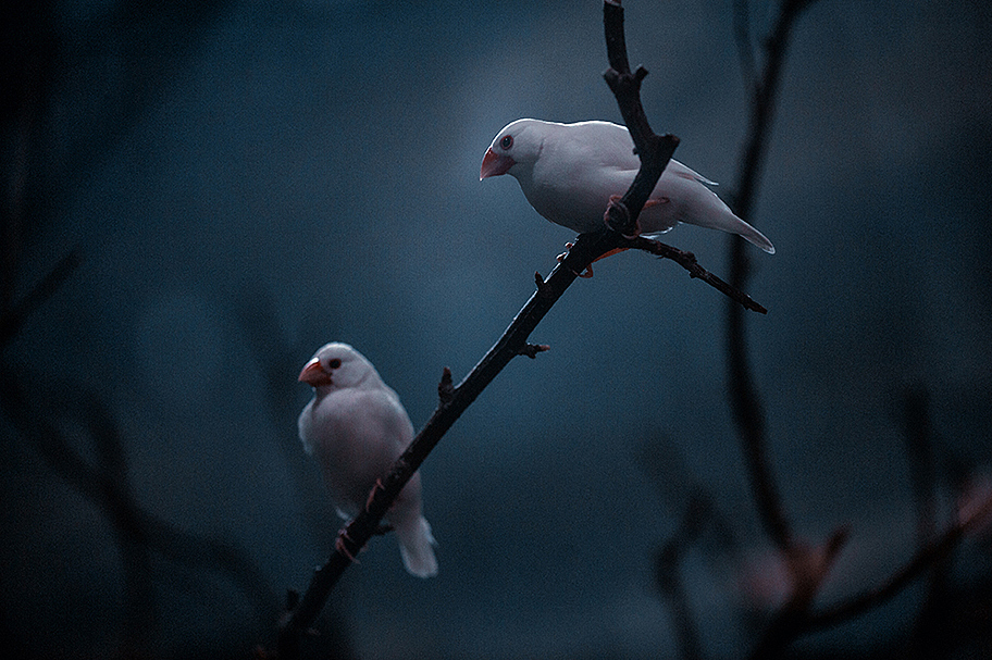 2013拍摄动物整理