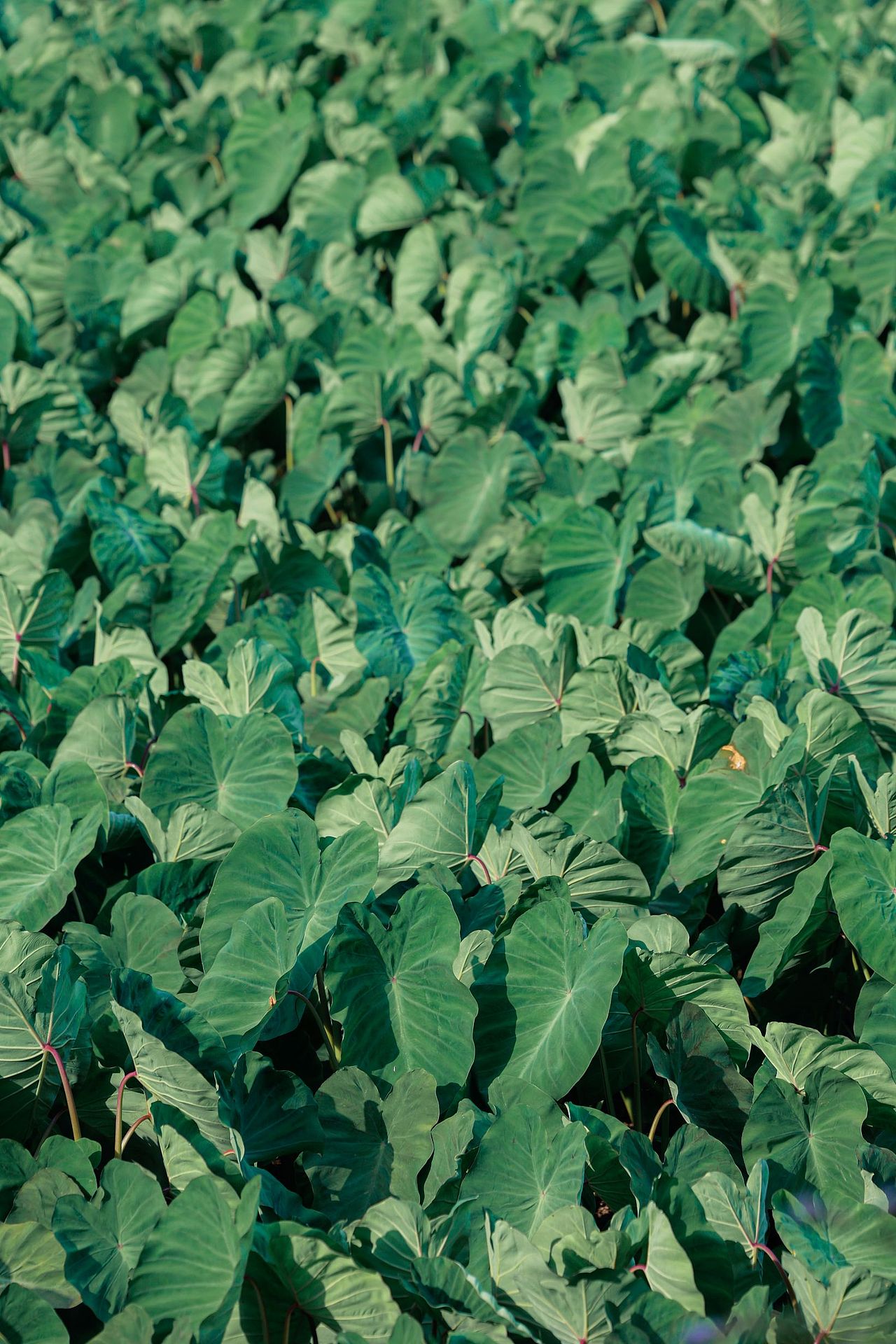 面面的夏天🍉（图ZMzI3OTg1NTYw） - 人像摄影 - 站酷设计师Lan先森摄影原创素材 - 站酷ZCOOL