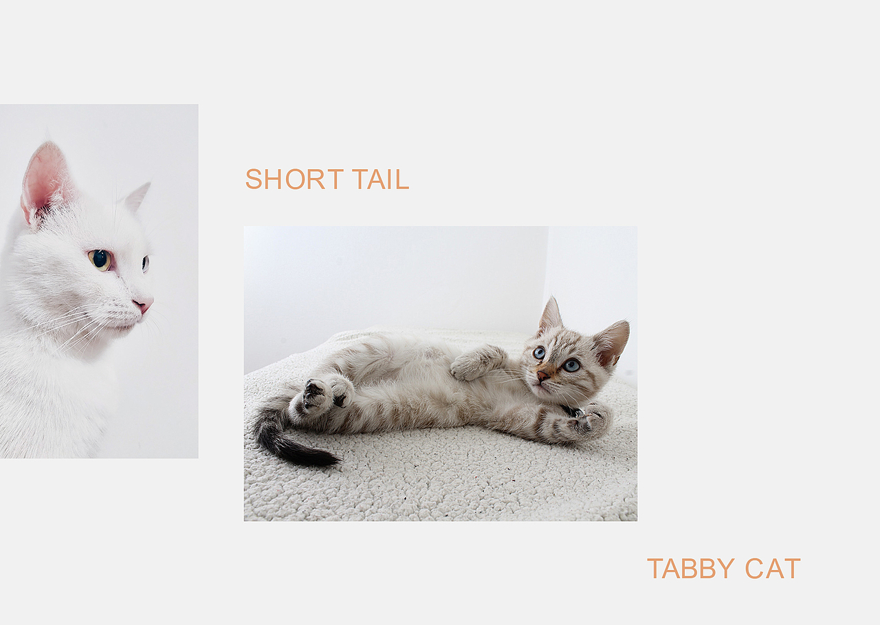 喵友会猫咪网站