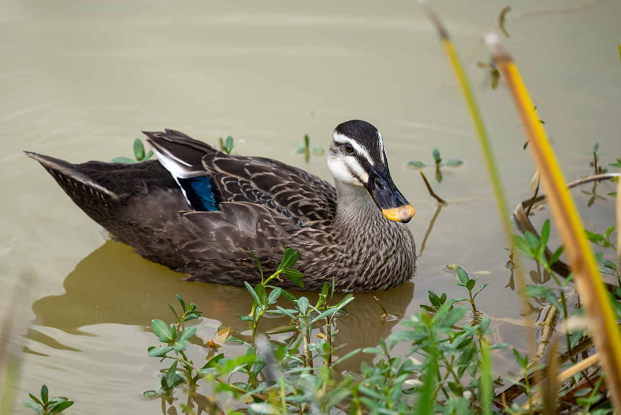 南宁花卉公园水鸭子