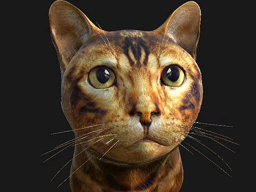 真 · 撸一只 猫