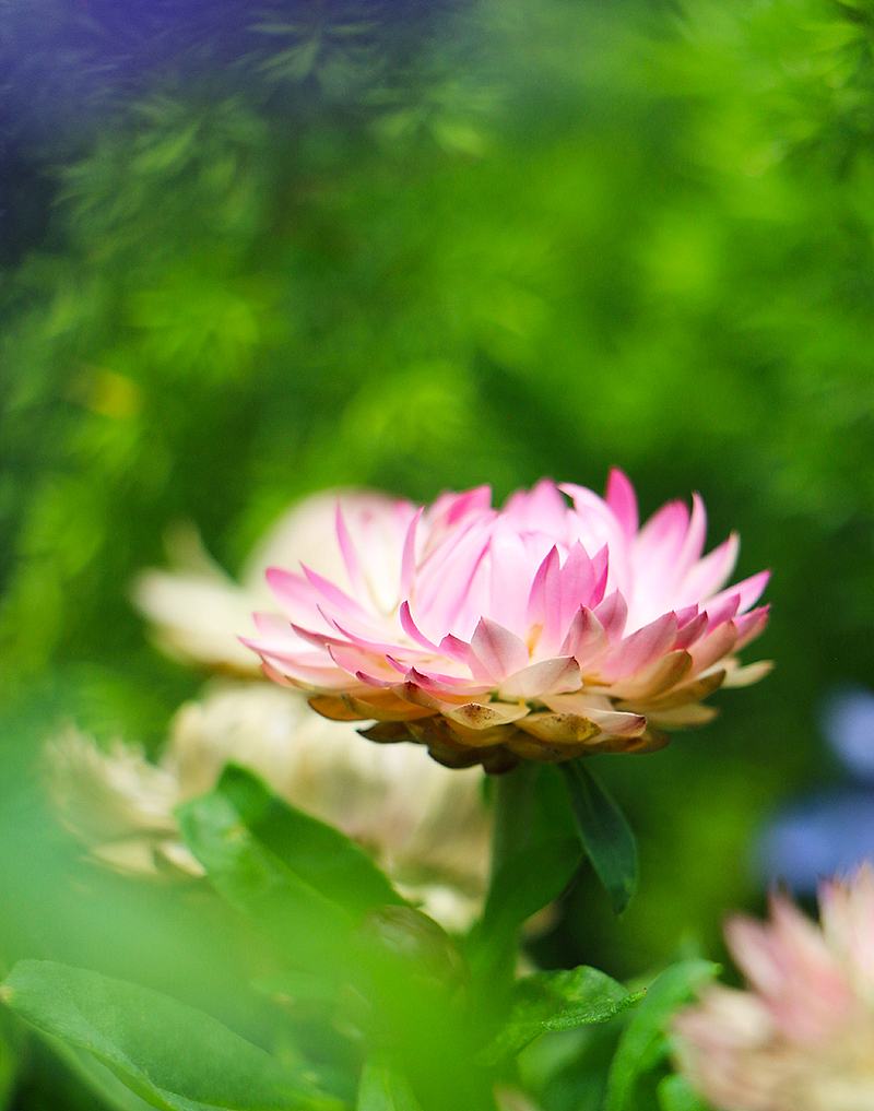 怒莲-陆生（图ZMjU3NzI5NDEy） - 风光摄影 - 站酷设计师小小样88原创素材 - 站酷ZCOOL