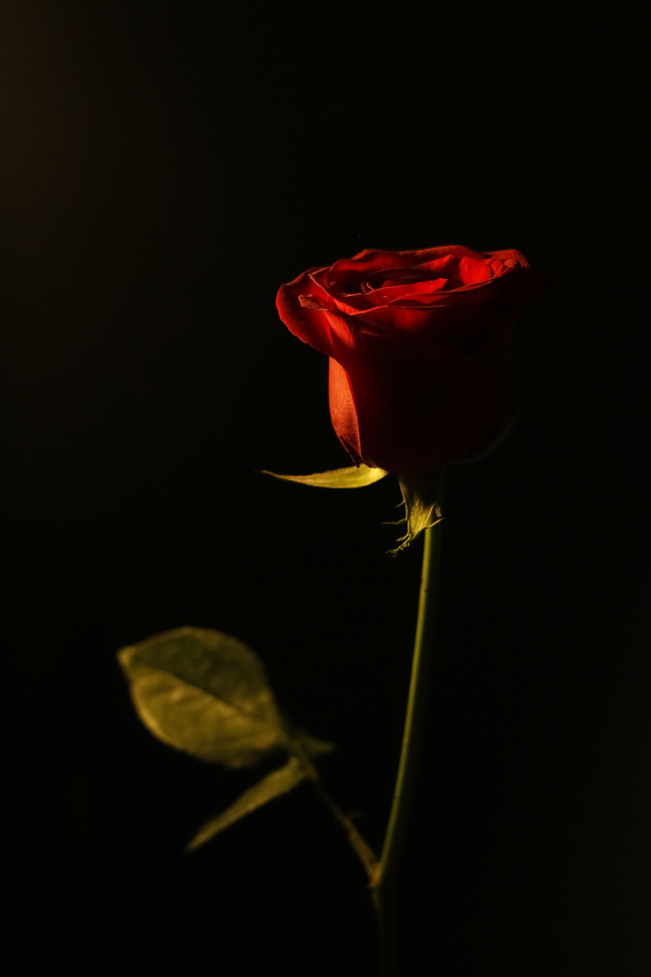 黑红玫瑰图片大全-黑红玫瑰高清图片下载-觅知网