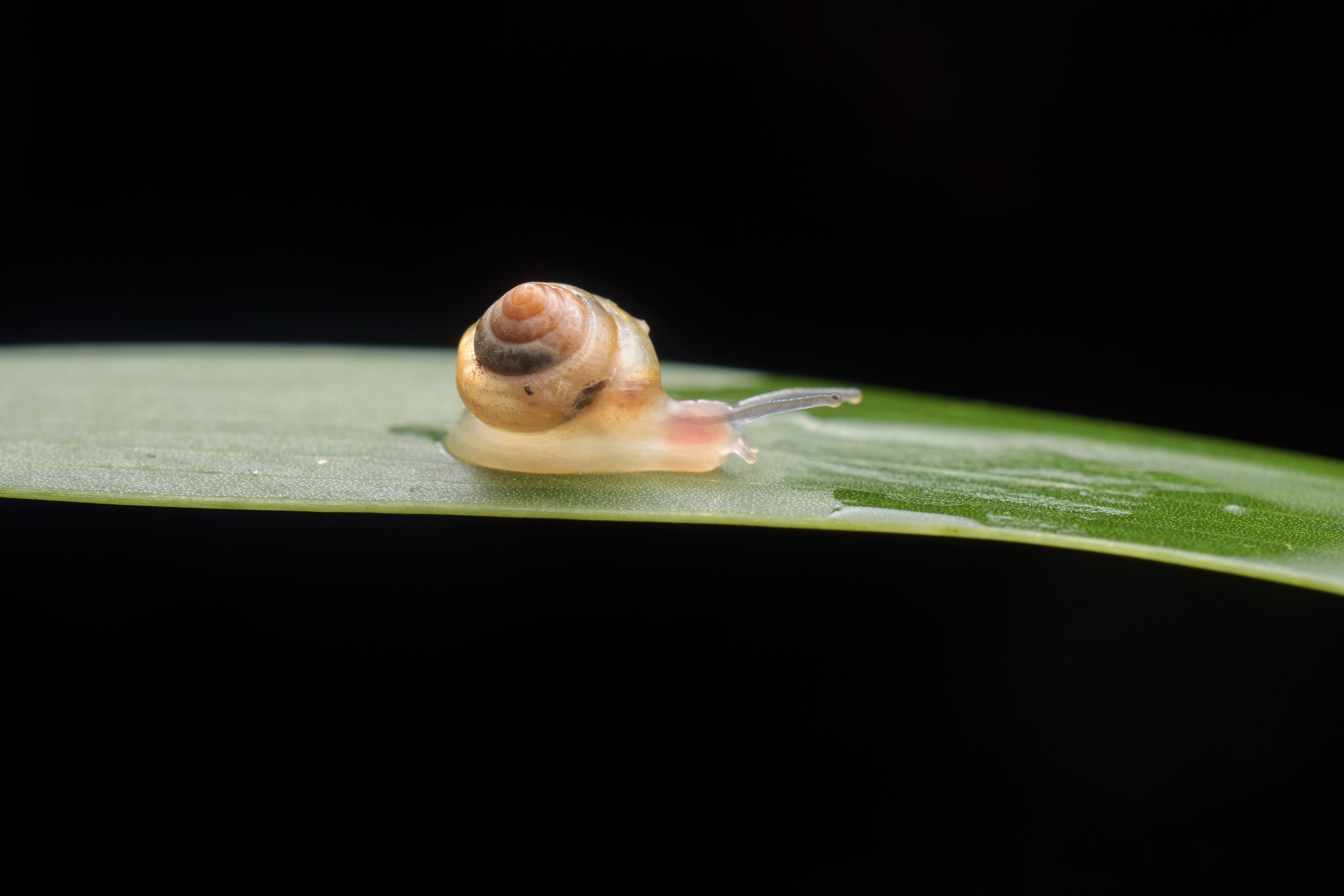 世界上最可爱的蜗牛图片