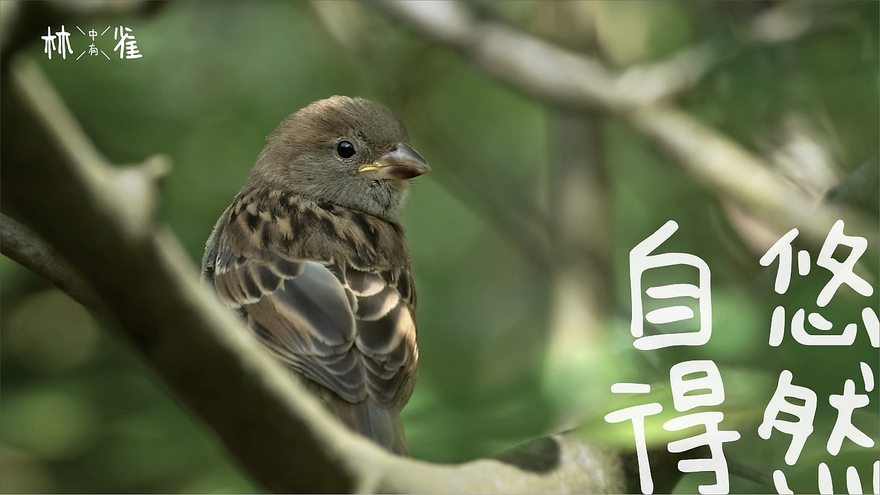 巴山雀舌茶叶包装与logo设计