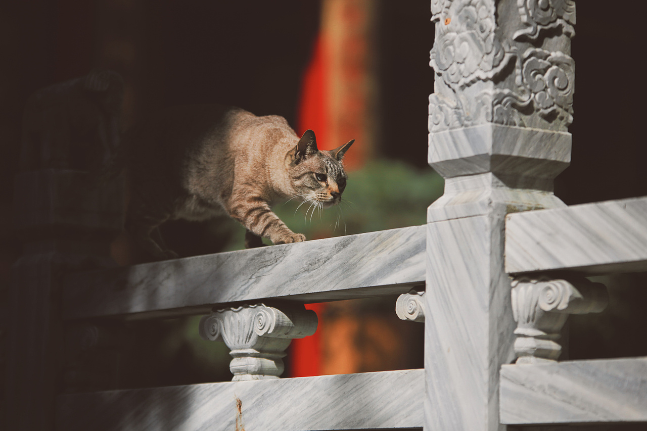 摄影:筇竹寺的猫住持