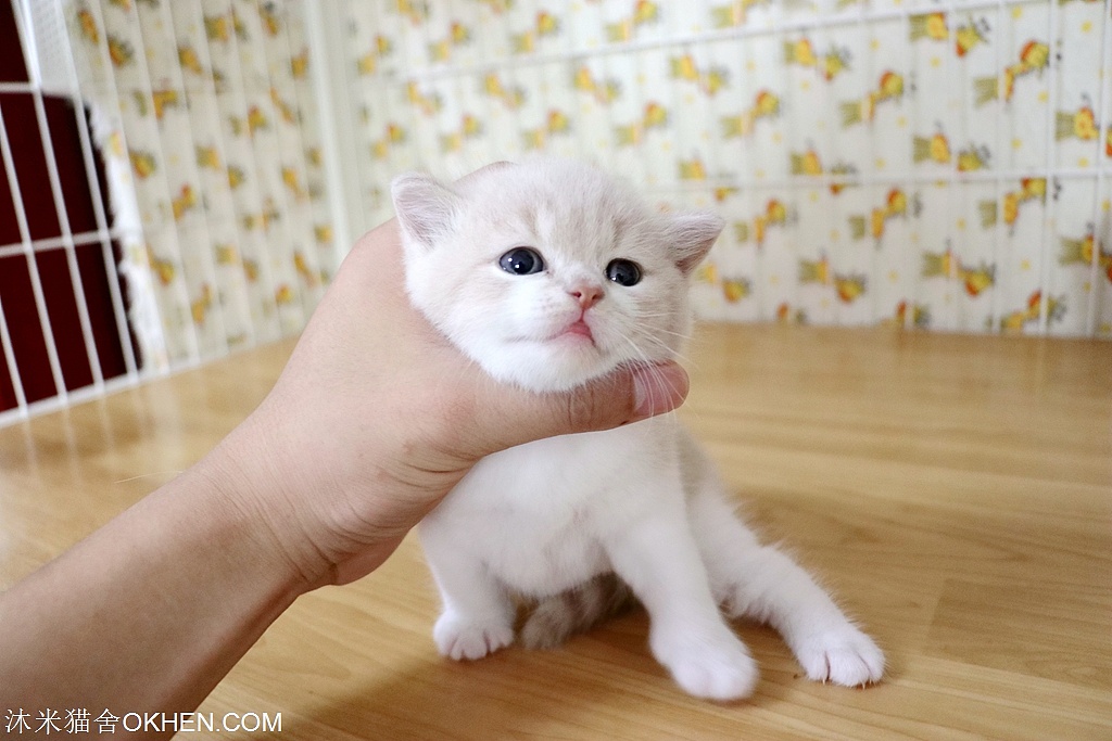 2英短乳白色公二黄