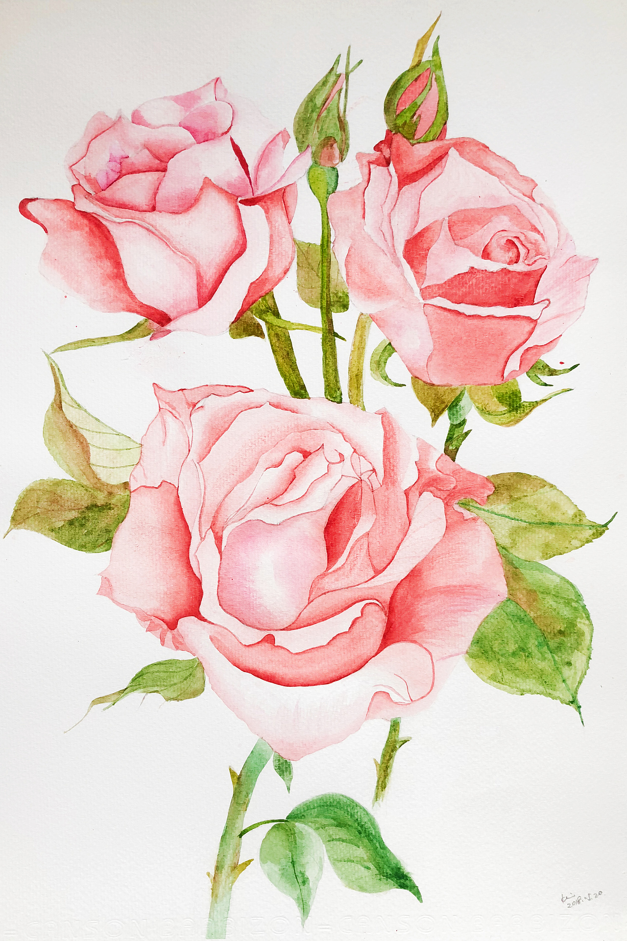 水彩- 月季 (临摹)|纯艺术|绘画|kevin_hoo_原创作品-站酷zcool