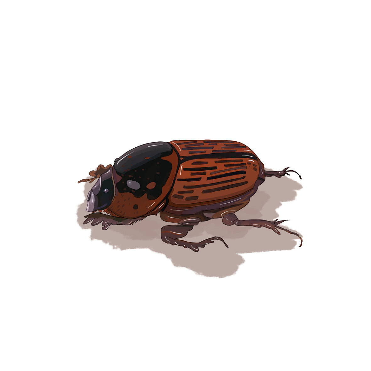 《法布尔昆虫记-阳光下的圣甲虫》|插画|绘本|sylink_原创作品-站酷