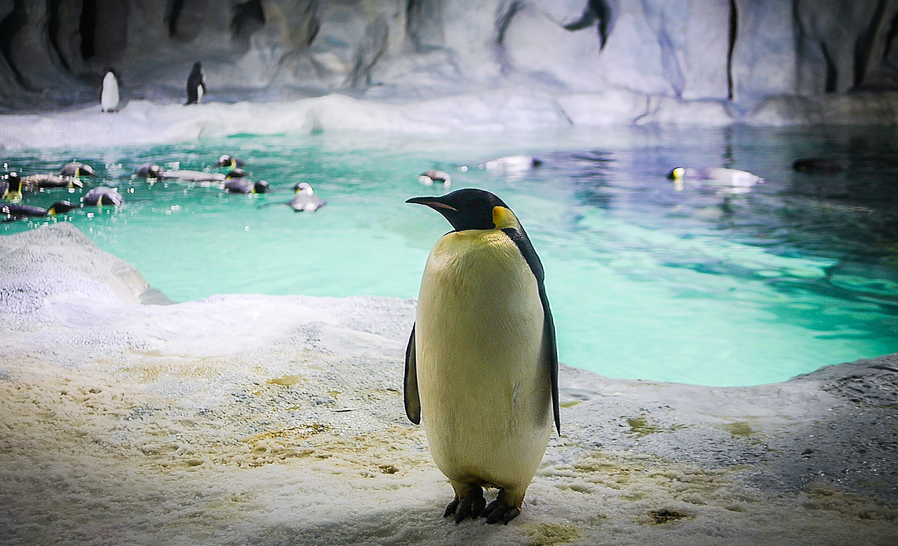 珠海长隆海洋王国