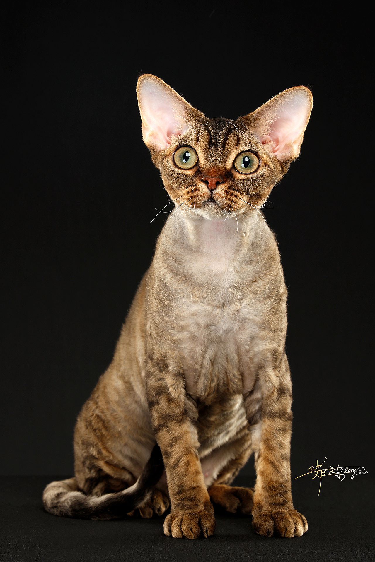 德文卷毛猫