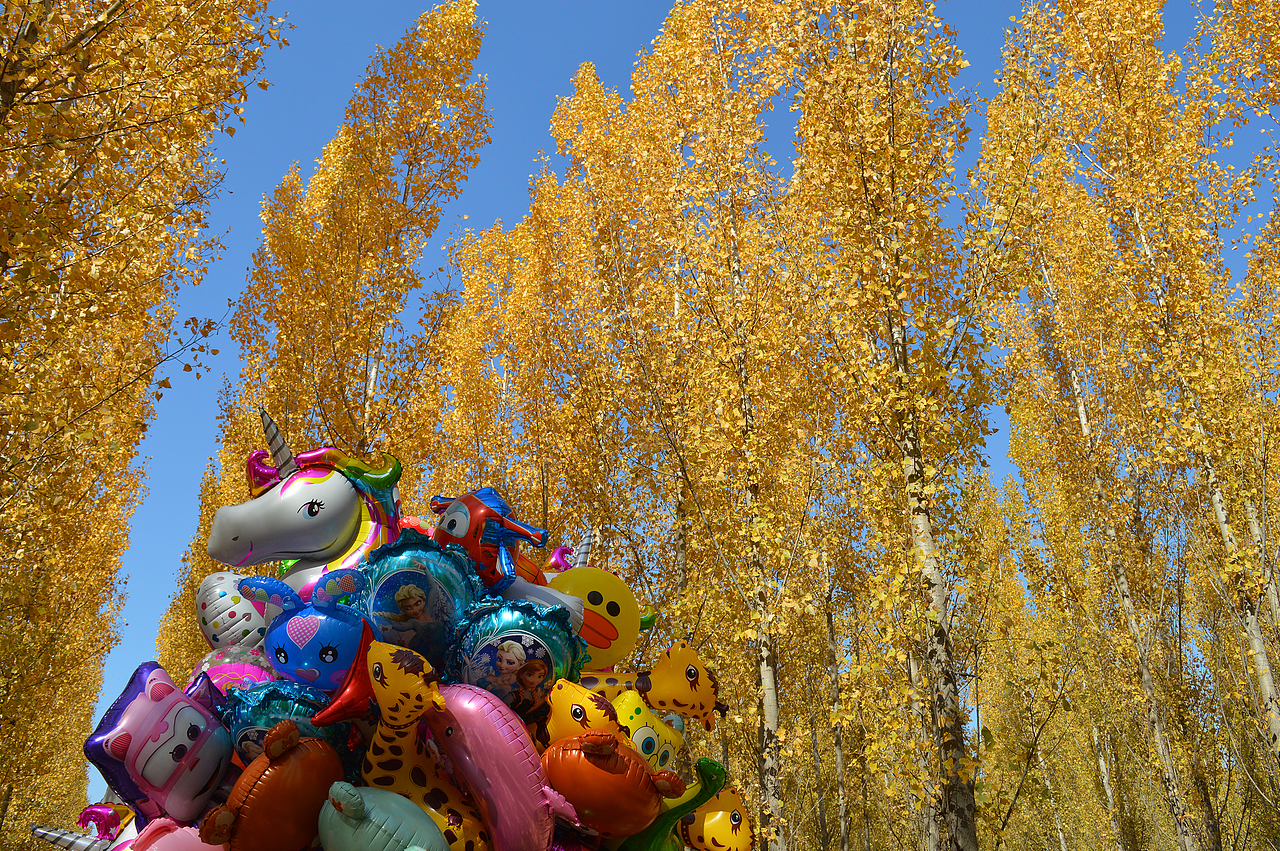 沧州网红小树林（图ZMjMzMTYyMDQw） - 风光摄影 - 站酷设计师一只美疯原创素材 - 站酷ZCOOL