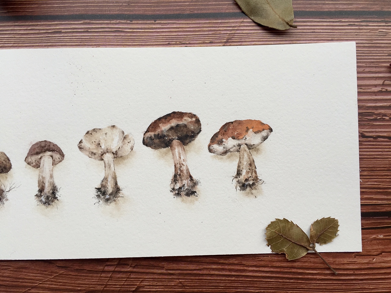 水彩花卉水彩蘑菇（图ZMTUzMzY1MjMy） - 绘画 - 站酷设计师鹿芩水彩原创素材 - 站酷ZCOOL