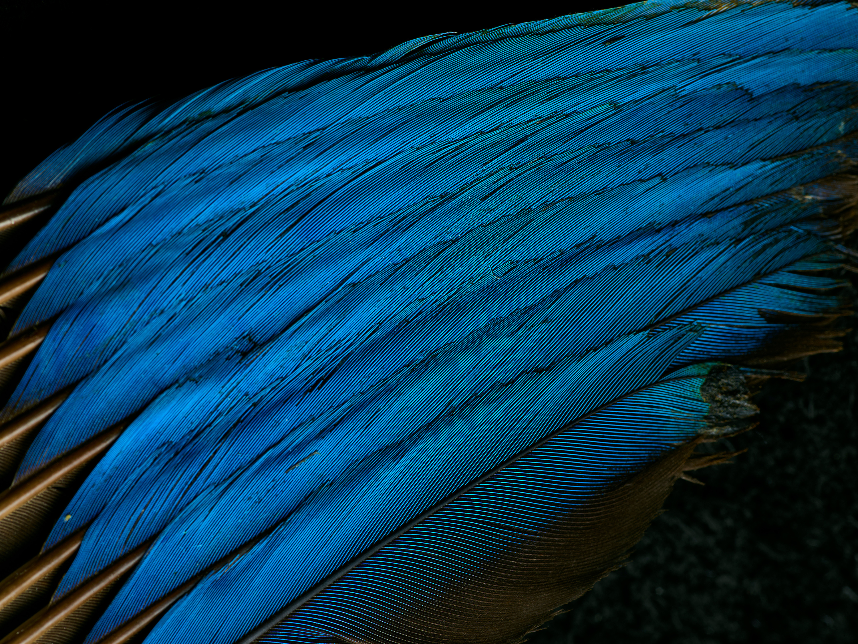 一亿像素下的翠鸟羽毛