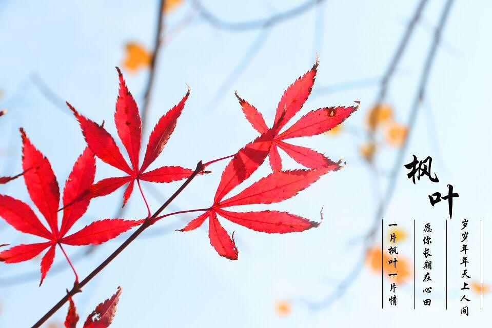 深秋之美（图ZNDI5NTEyNjQ=） - 风光摄影 - 站酷设计师枫之爱恋原创素材 - 站酷ZCOOL