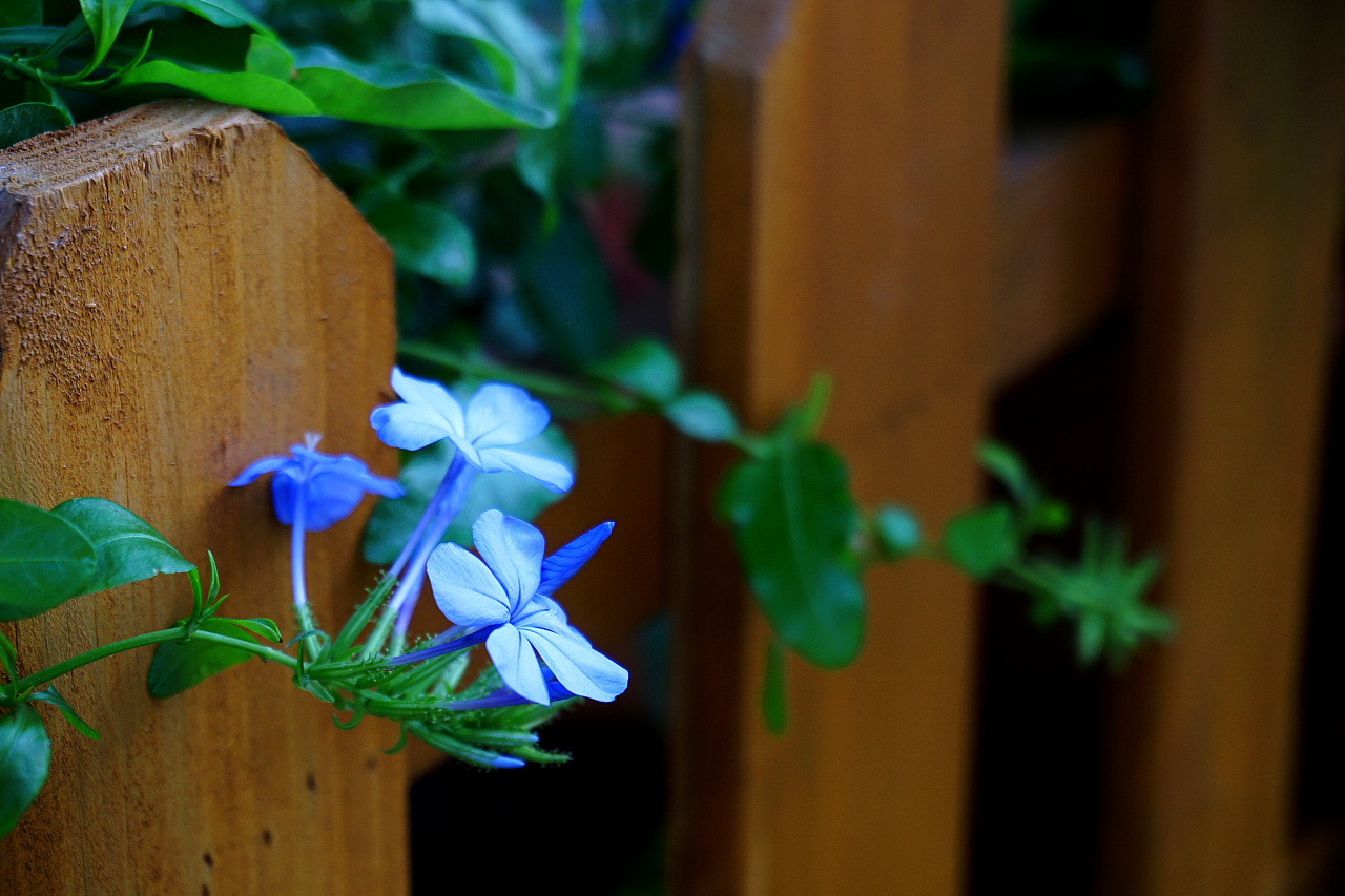 花卉摄影|摄影|产品摄影|李泽丽半斤八两 - 原创作品 - 站酷 (zcool)