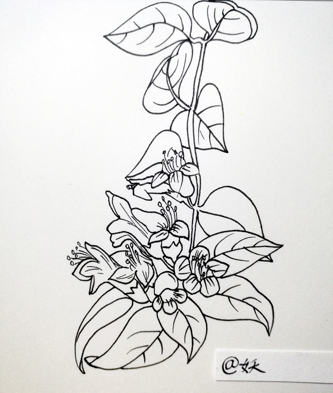 线描植物|纯艺术|绘画|十月妖妖_原创作品-站酷zcool