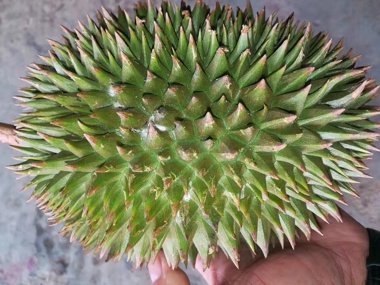 以往野生猫山王榴莲