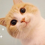 啊狼狼的头像