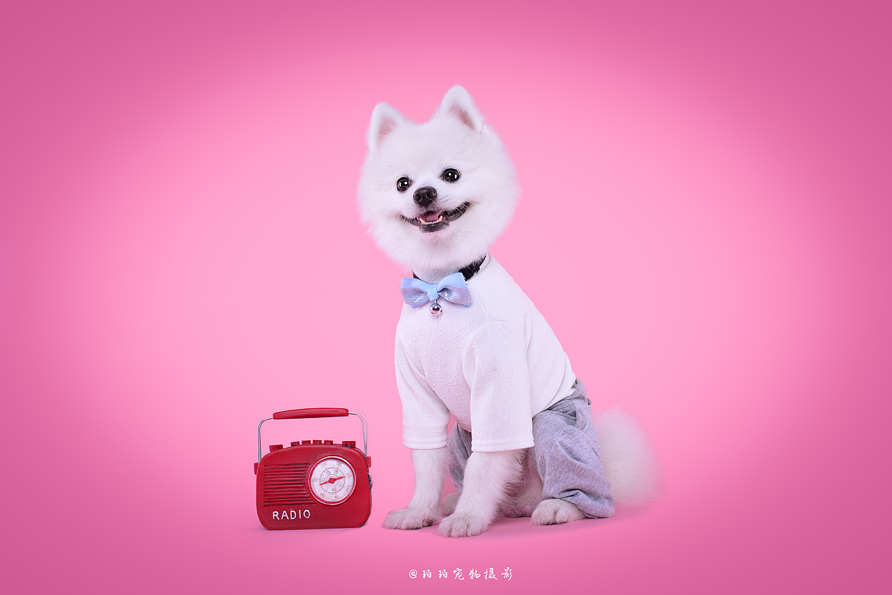 深圳宠物摄影-珀珀宠影工作室之博美卢比（图ZMTI2ODk3MTY0） - 宠物摄影 - 站酷设计师珀珀视觉原创素材 - 站酷ZCOOL