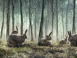 #AI创作实验室#兔子 森林里 超写实 2023年