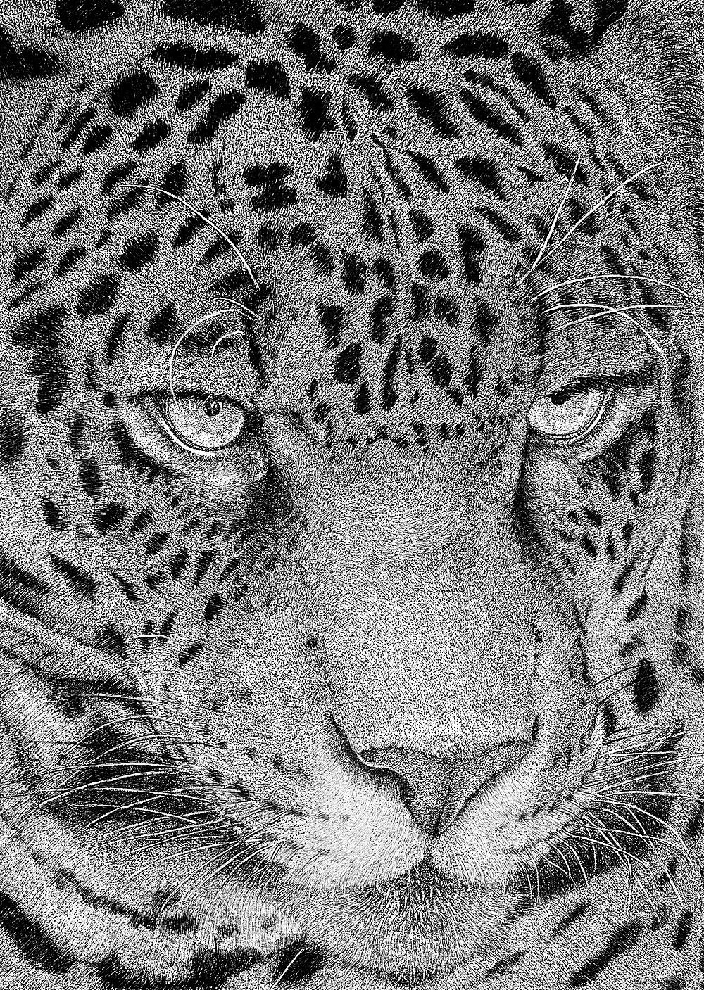 老虎（图ZMjk4NTc5OTY=） - 艺术插画 - 站酷设计师五花先森FFMR原创素材 - 站酷ZCOOL